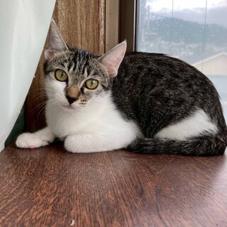 10/26百済山長栄寺譲渡会参加きじしろ♀