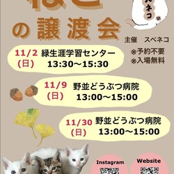 猫の譲渡会　11/9（日）野並どうぶつ病院さまで開催