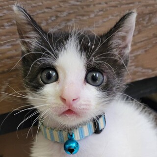 2025年9月生☆可憐なハチワレちゃんฅ•ﻌ•´ฅ