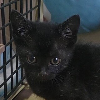2025年9月生☆おっとり♡黒猫くんฅ•ω•ฅ