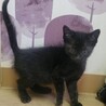 2025年9月生☆おっとり♡黒猫くんฅ•ω•ฅ サムネイル2