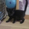 2025年9月生☆おっとり♡黒猫くんฅ•ω•ฅ サムネイル4