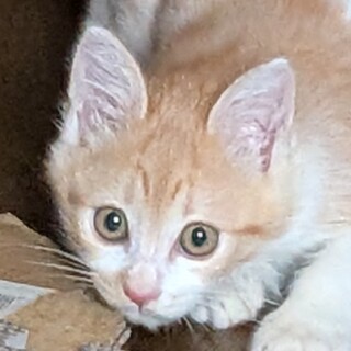 ずっとのおうちをさがしています????