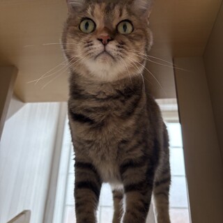 姉妹で引き取っていただける方！2匹とも大人しい性格