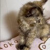 長毛サビ猫人懐こくて賢くて甘え子のニナ姫 サムネイル5