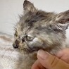 長毛サビ猫人懐こくて賢くて甘え子のニナ姫 サムネイル6