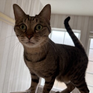 元気いっぱいで人懐っこい女の子です！