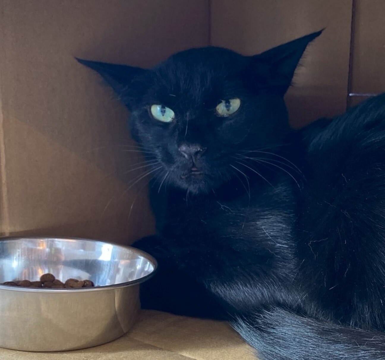 とてもこわがりやさんあきくん」千葉県 - 猫の里親募集(528698