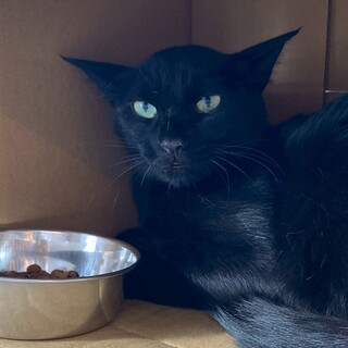 【1月17日譲渡会参加】とても怖がりやさんあきくん