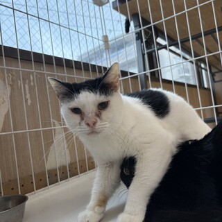 【1月17日譲渡会参加】白黒猫のあるまちゃん