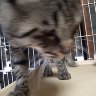 付きまとい大柄男子はいかが？‘にぁ’君