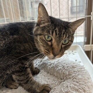 【1月17日譲渡会参加】キジトラのげんたちゃん