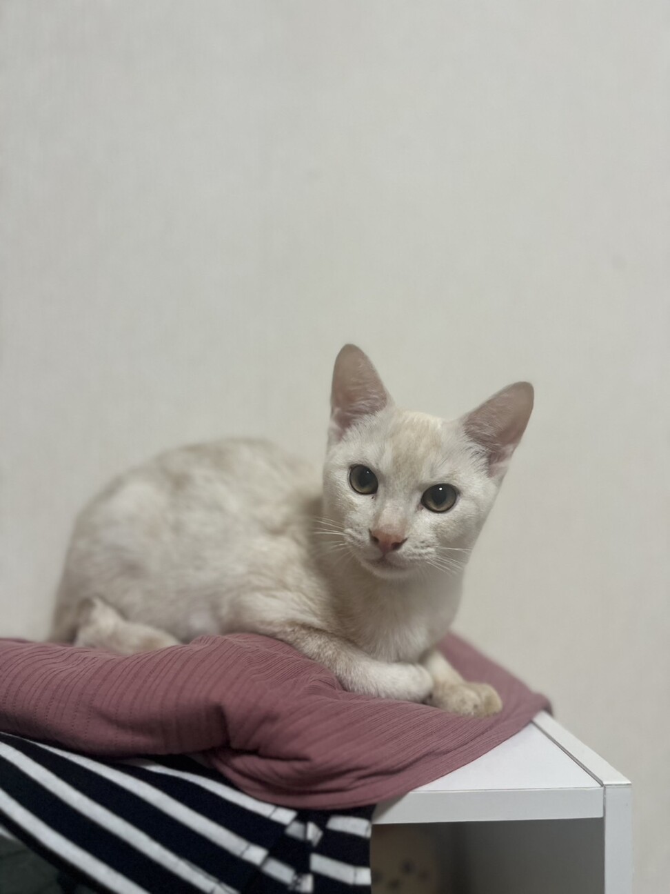 ありがとうございました サムネイル2
