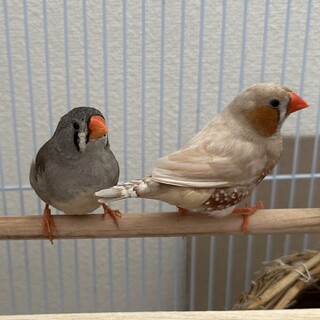 キンカチョウペア（2025年4月生まれ）