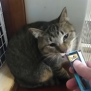 キジトラ猫のサブレくん