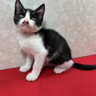 ハチワレ兄妹！のんびり屋で甘えっ子❤ウオッカ