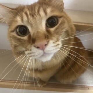 ふわっふわ❤️半長毛ルイ