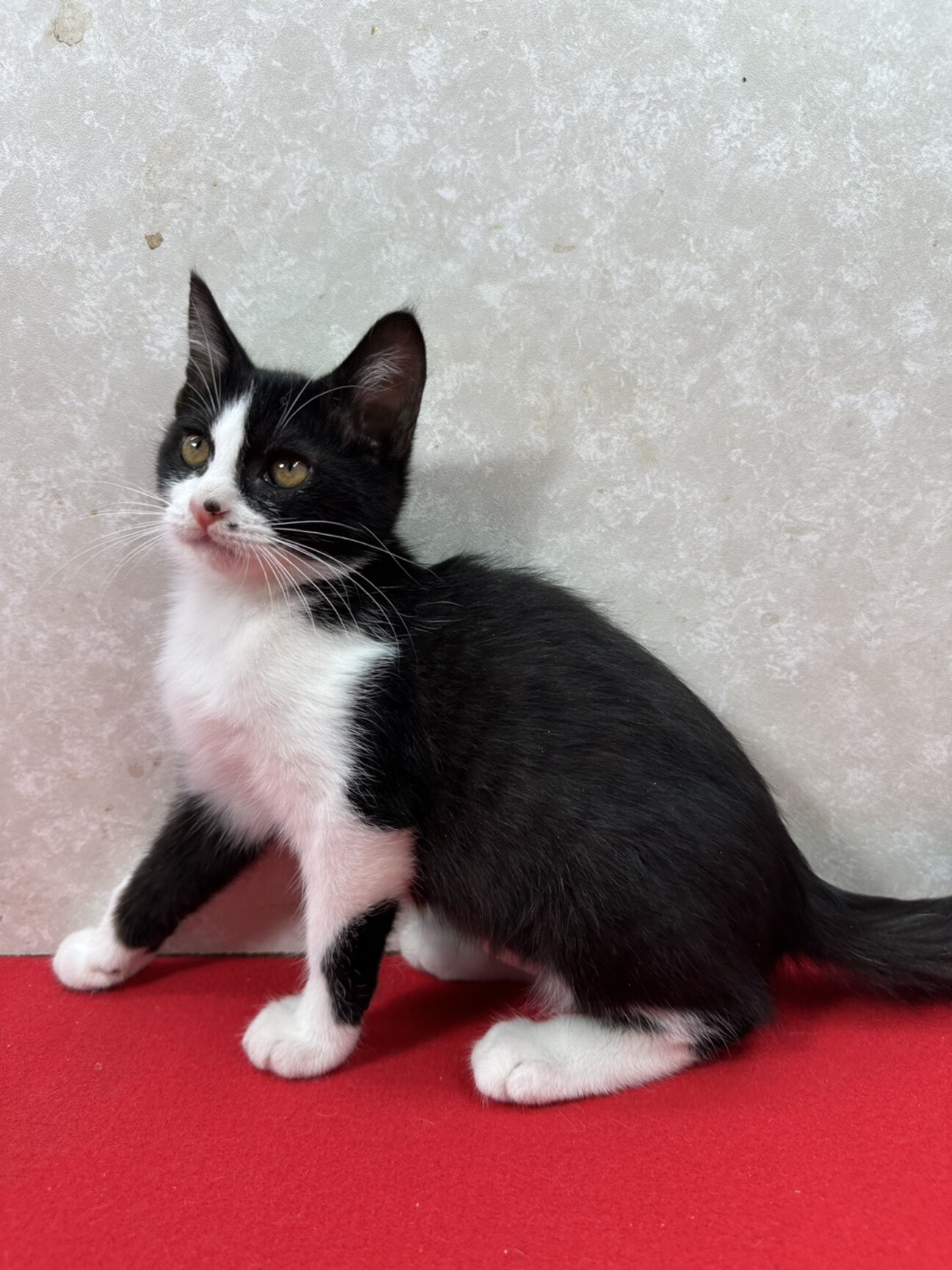 ハチワレ兄妹！のんびり屋」東京都 - 猫の里親募集(528714