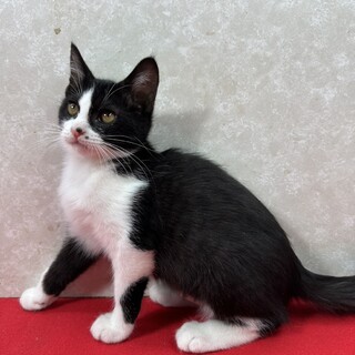 ハチワレ兄妹！のんびり屋で甘えっ子❤風花