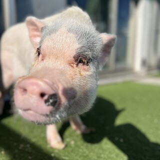 ⭐︎年内急募⭐︎ 男の子のマイクロブタ