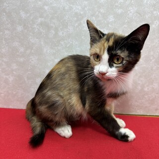 三毛好き必見！シャイでおませ初心者に最適❤ぽわり