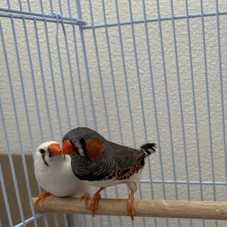 キンカチョウペア（2025年4月生まれ）