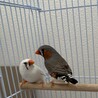 キンカチョウペア（2025年4月生まれ） サムネイル3