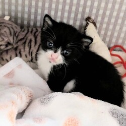 週末は保護猫譲渡会！！たくさんの子猫・大人猫が待ってます★