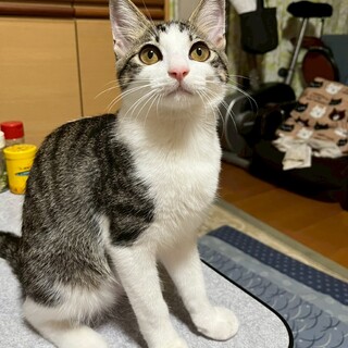 おめめクリクリ♡キジ白女子　ラパン♀