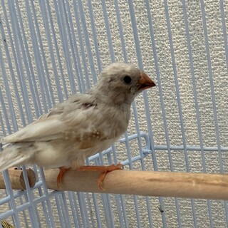 キンカチョウヒナ（2025年9月生まれ）