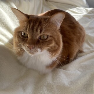 ちょっとビビリの甘えん坊❤️半長毛ココ