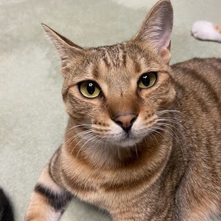 お膝大好き甘々の『あま』ちゃんです