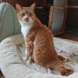 後ろ足は動かなくても、毎日楽しくてご機嫌な懐です。