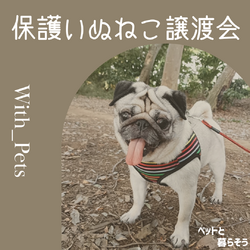 保護いぬねこ譲渡会