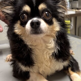 明るく元気で、ちょっとシャイな女の子