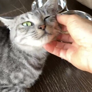 人懐こいサバトラの女の子【病気に理解のある方募集】