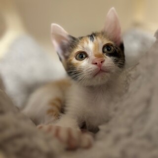 気がつけば膝の上にいる甘えん坊すずちゃん