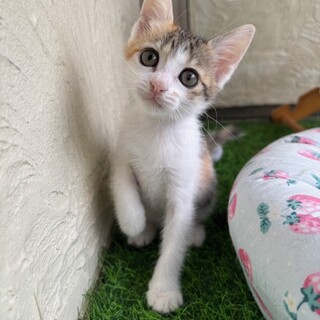 背中を登って頭の上に乗ってくる活発なことちゃん