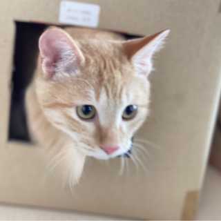 ■人馴れ抜群■みなと君■お膝猫