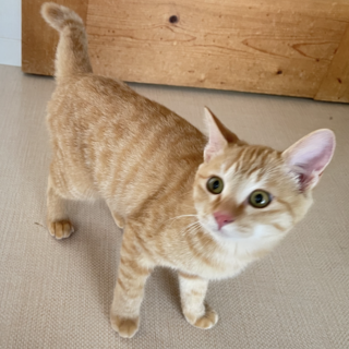  ■最初はシャイ■みさき君■お膝猫