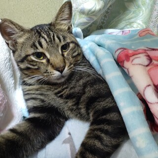 【去勢済】キジトラの男の子【1歳くらい】