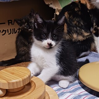 生後2ヶ月子猫の里親募集