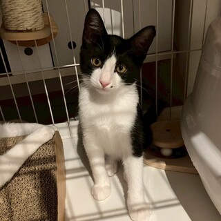 2/23譲渡会@実籾★ほくろのかわいいハチワレ