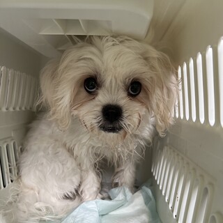 ペキマルちゃん