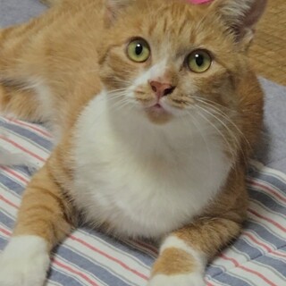 1歳未満の茶トラの里親募集