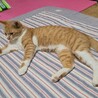 1歳未満の茶トラの里親募集 サムネイル2