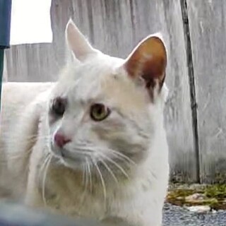 推定1〜3歳、クリーム系、オス野猫さんの里親募集。