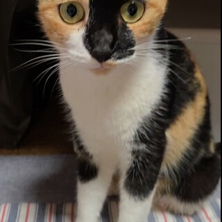 推定2歳の三毛猫の里親募集