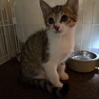 元気いっぱい てん