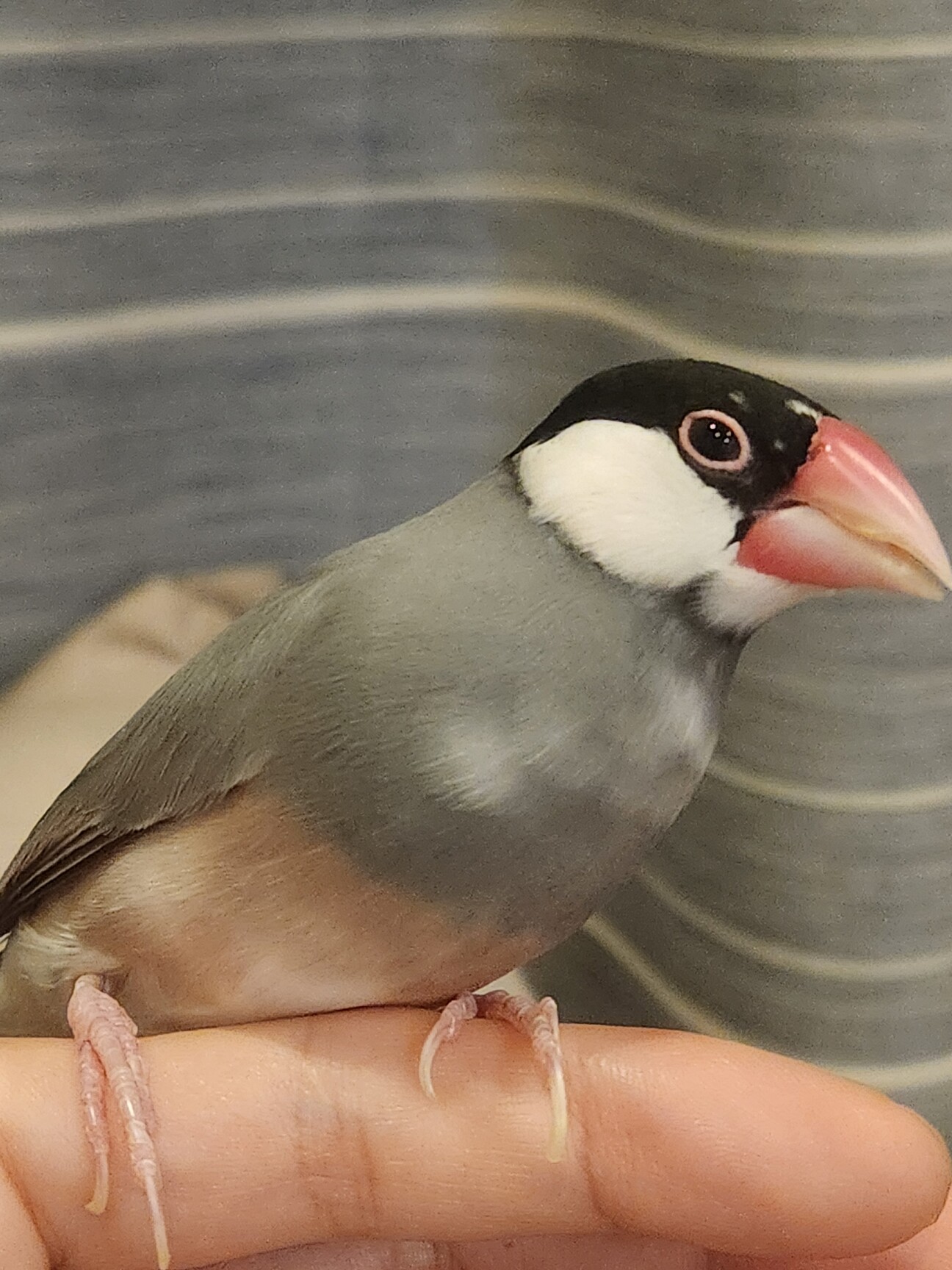 桜文鳥メス手乗り1歳」東京都 - 鳥の里親募集(528747) :: ペットの